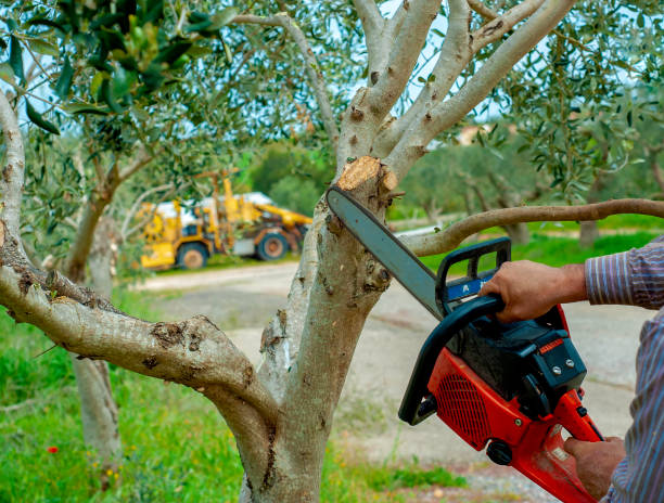 The Steps Involved in Our Tree Care Process in Midland City, AL